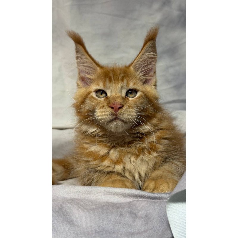Maine Coon NOV Hermes