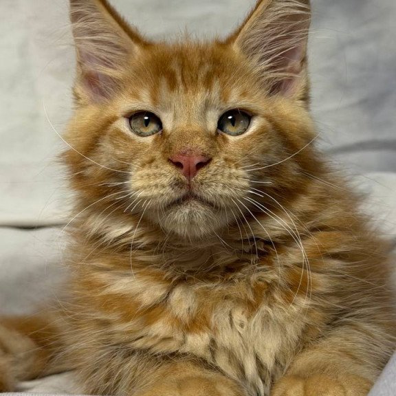 Maine Coon NOV Hermes