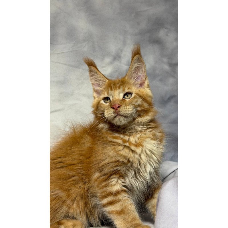 Maine Coon NOV Hermes