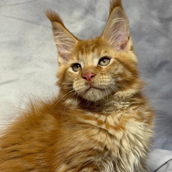 Maine Coon NOV Hermes
