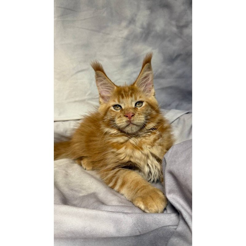 Maine Coon NOV Hermes