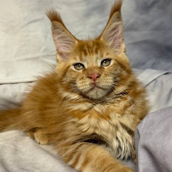 Maine Coon NOV Hermes