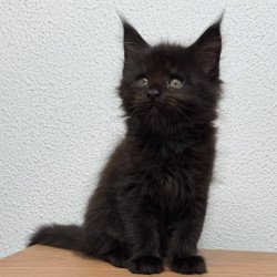 Maine Coon NOV Bagheera