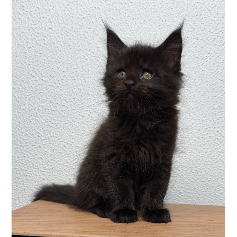 Maine Coon NOV Baloo
