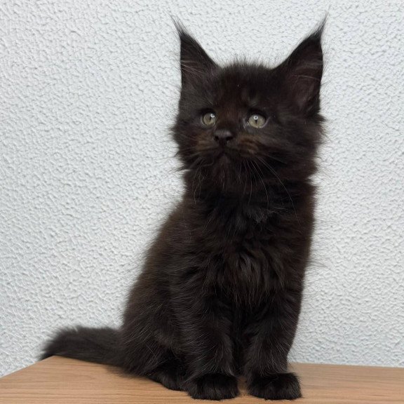 Maine Coon NOV Baloo