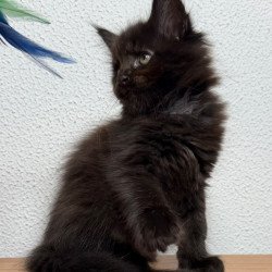 Maine Coon NOV Baloo