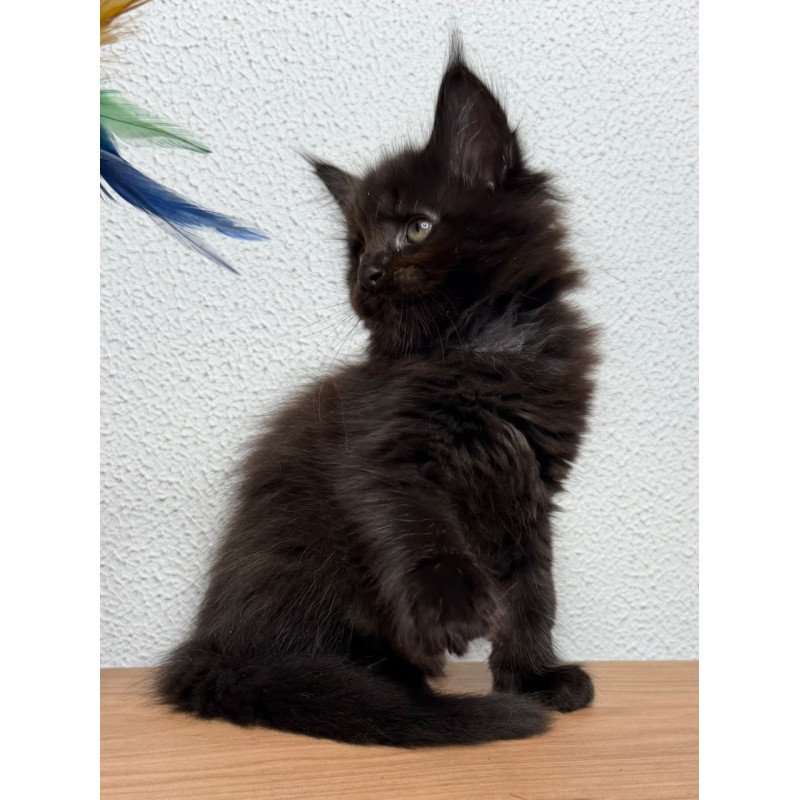 Maine Coon NOV Baloo