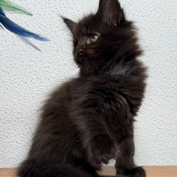Maine Coon NOV Baloo