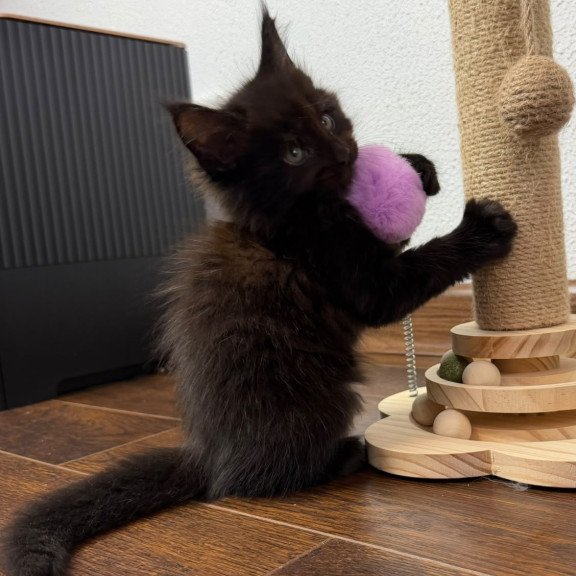 Maine Coon NOV Baloo