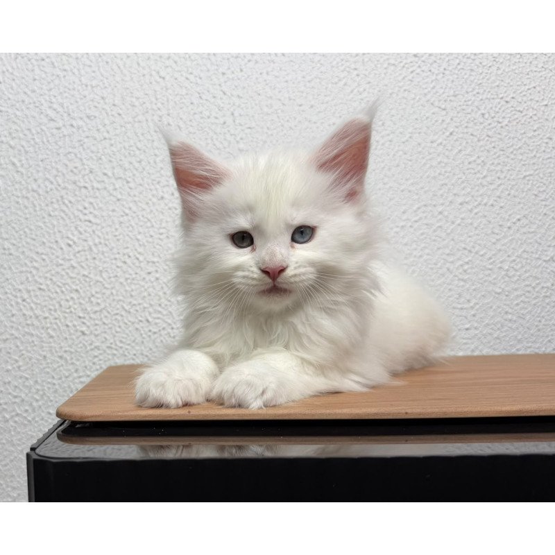 Maine Coon NOV Bentley