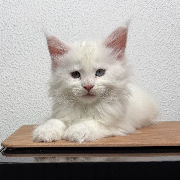 Maine Coon NOV Bentley