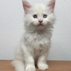Maine Coon NOV Bentley