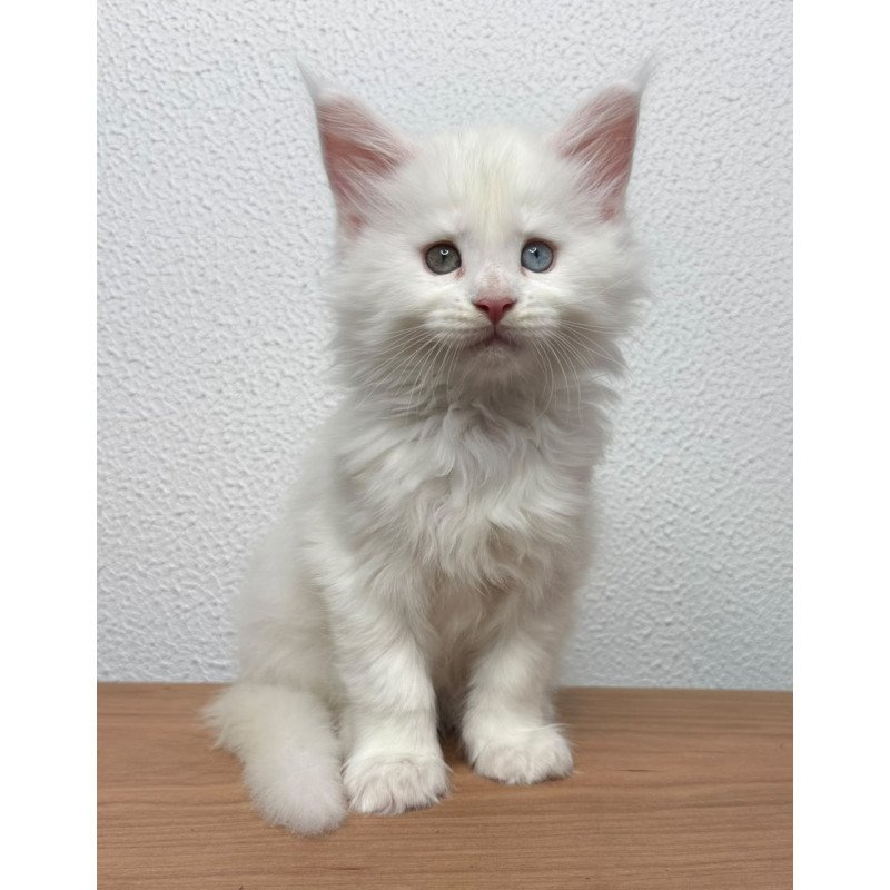 Maine Coon NOV Bentley