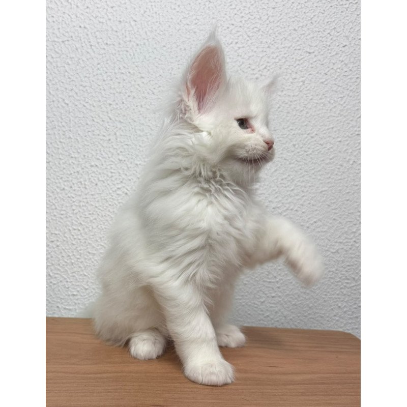Maine Coon NOV Bentley