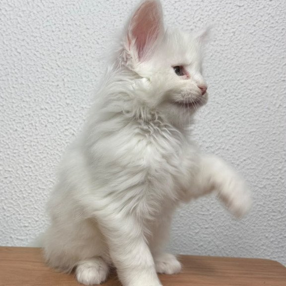 Maine Coon NOV Bentley