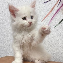 Maine Coon NOV Bentley