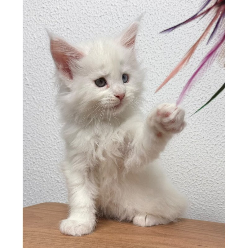 Maine Coon NOV Bentley