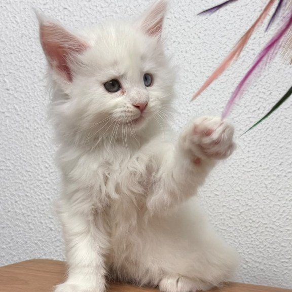 Maine Coon NOV Bentley