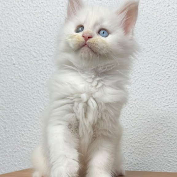 Maine Coon NOV Bella