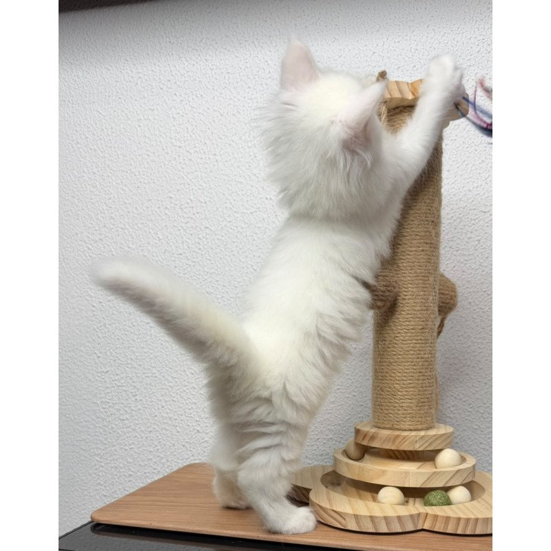 Maine Coon NOV Bella