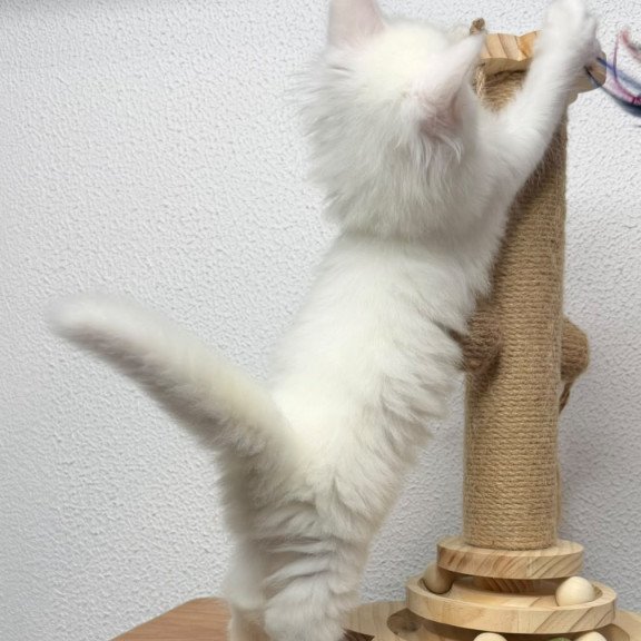 Maine Coon NOV Bella