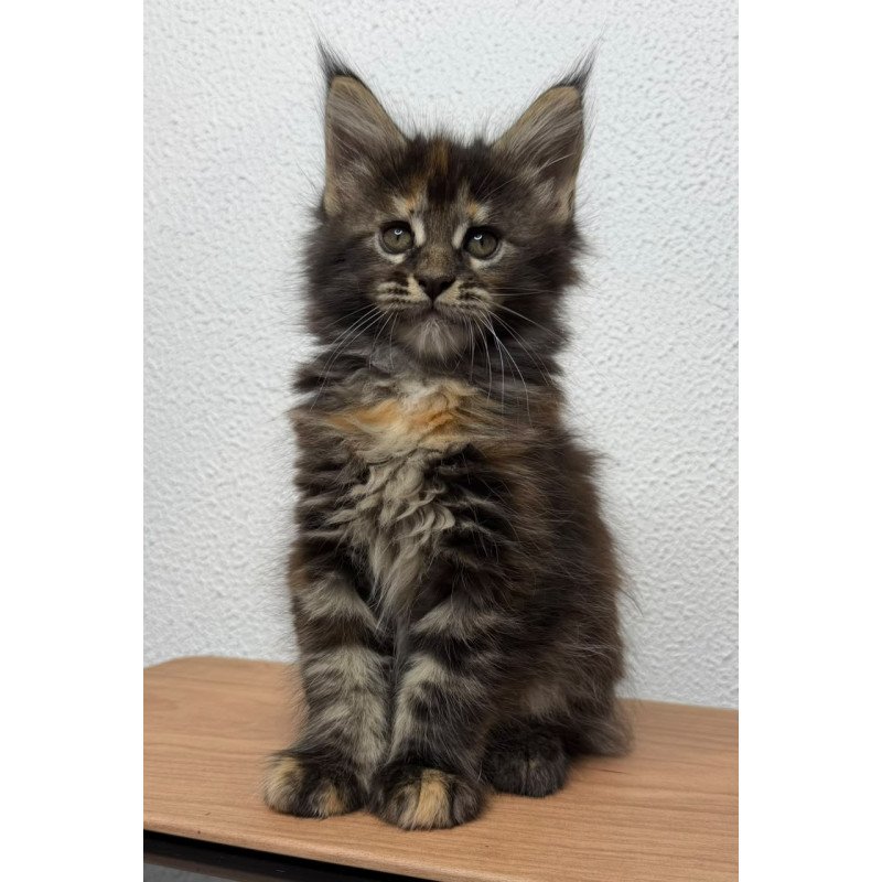 Maine Coon NOV Bernadette