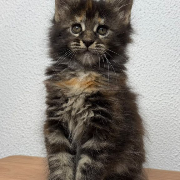 Maine Coon NOV Bernadette
