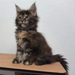 Maine Coon NOV Bernadette