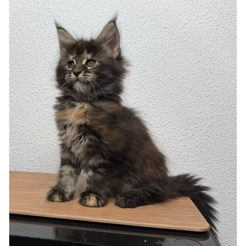 Maine Coon NOV Bernadette