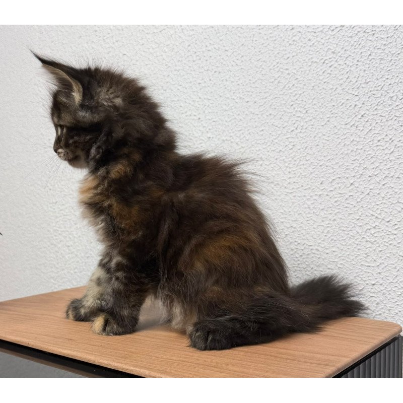 Maine Coon NOV Bernadette