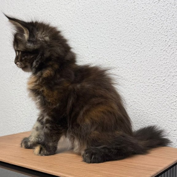 Maine Coon NOV Bernadette