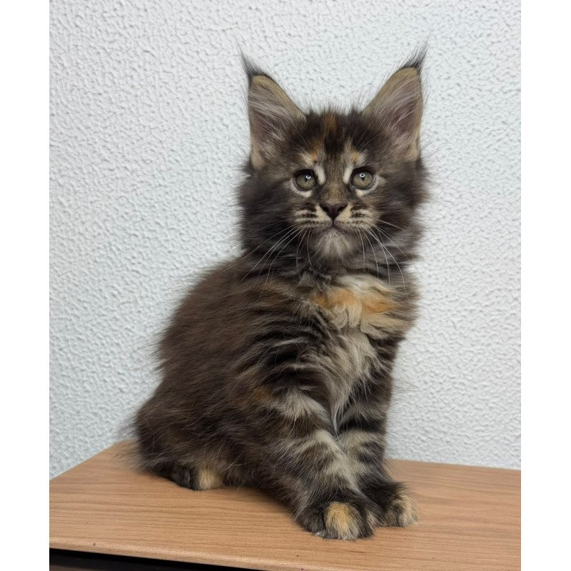 Maine Coon NOV Bernadette
