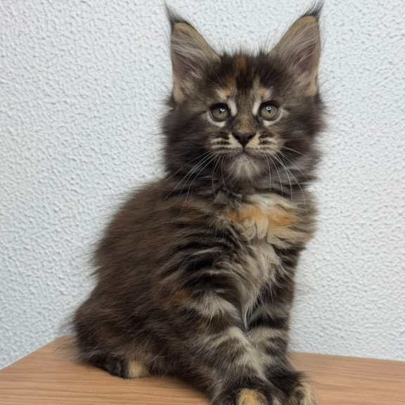 Maine Coon NOV Bernadette