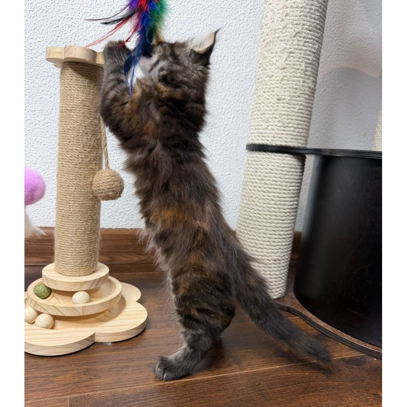 Maine Coon NOV Bernadette