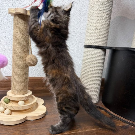 Maine Coon NOV Bernadette