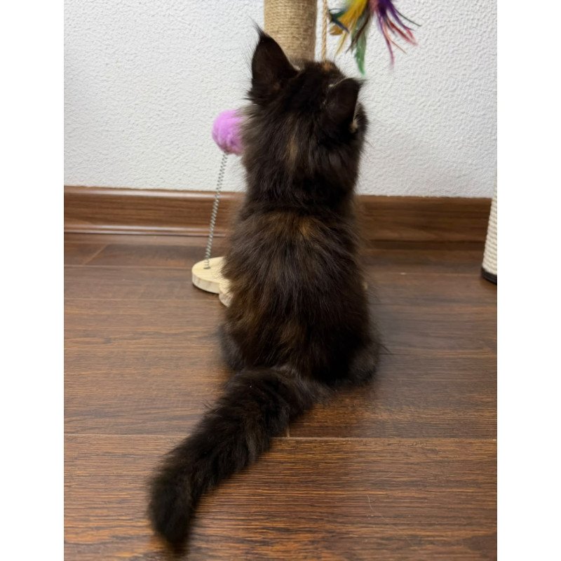 Maine Coon NOV Bernadette