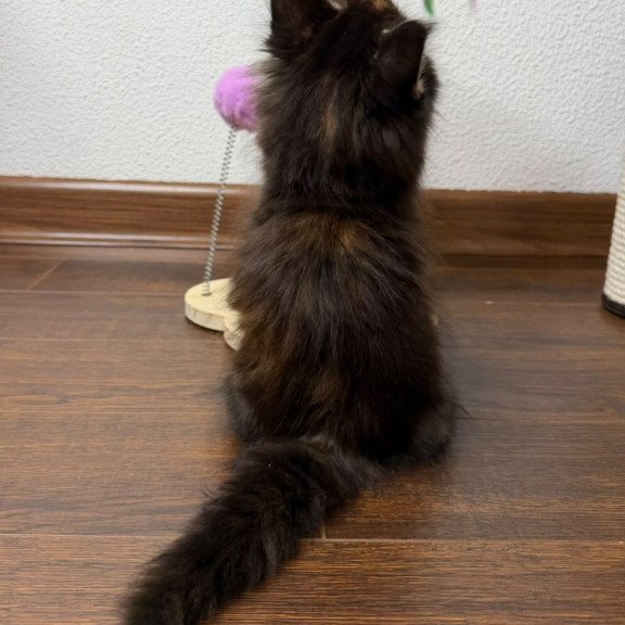 Maine Coon NOV Bernadette