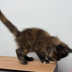 Maine Coon NOV Barcelona