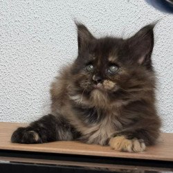 Maine Coon NOV Barcelona