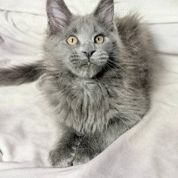 Maine Coon NOV Gracie