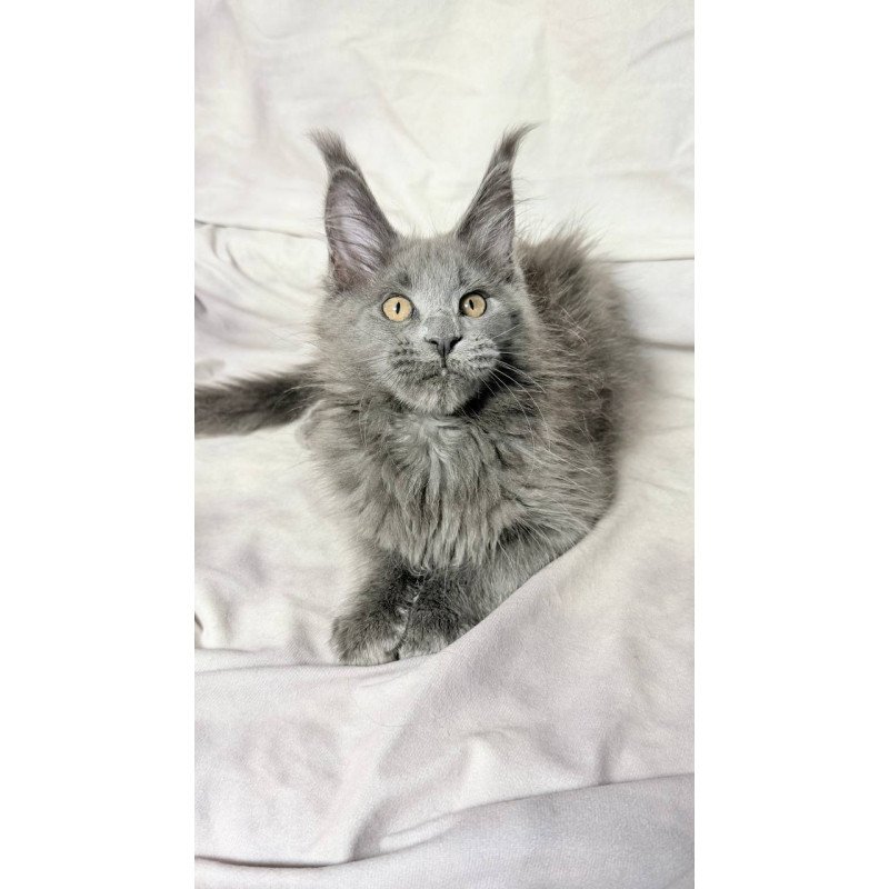 Maine Coon NOV Gracie