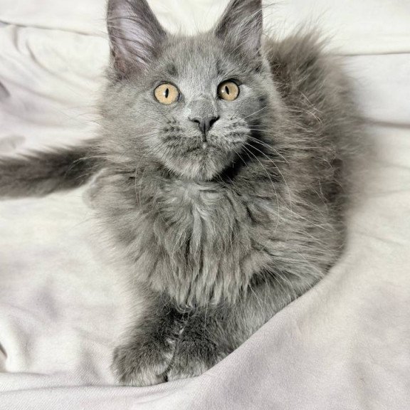 Maine Coon NOV Gracie