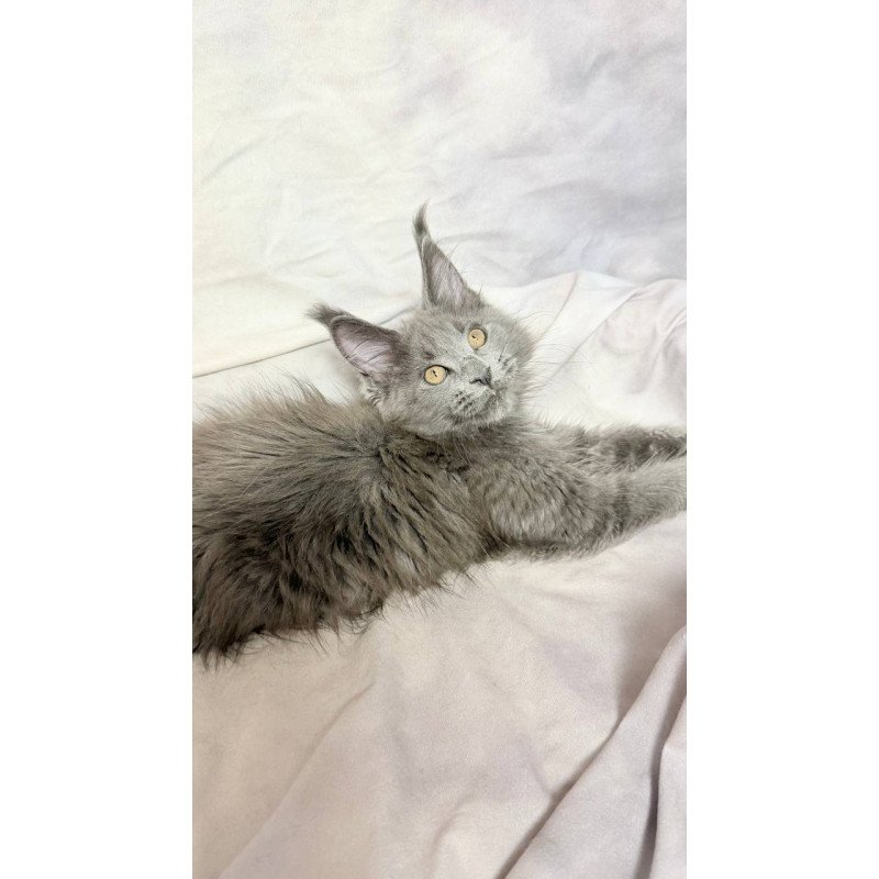 Maine Coon NOV Gracie