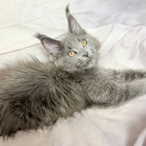 Maine Coon NOV Gracie