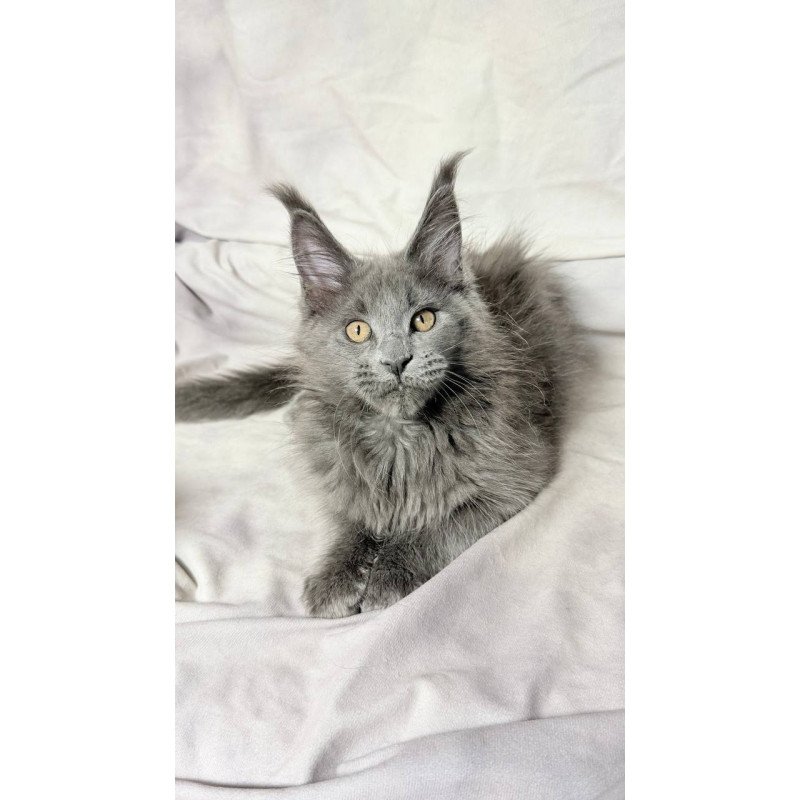 Maine Coon NOV Gracie