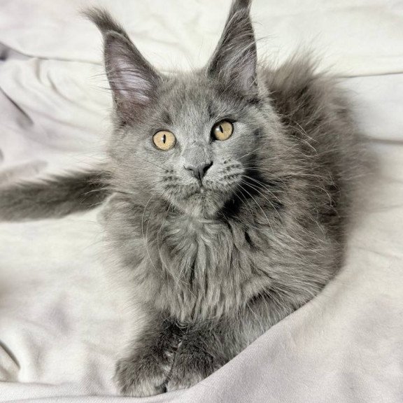 Maine Coon NOV Gracie