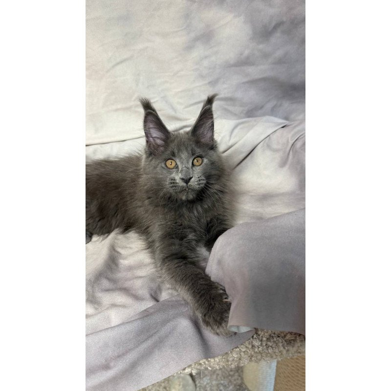 Maine Coon NOV Gracie