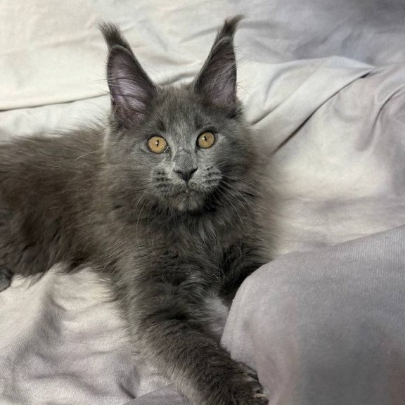 Maine Coon NOV Gracie
