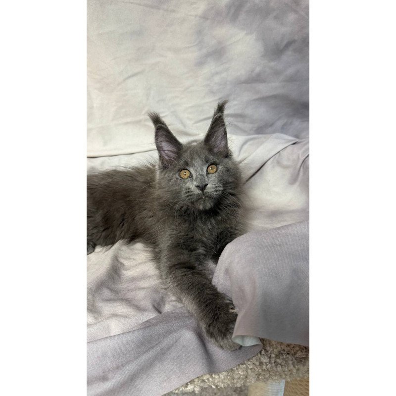 Maine Coon NOV Gracie