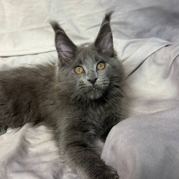 Maine Coon NOV Gracie